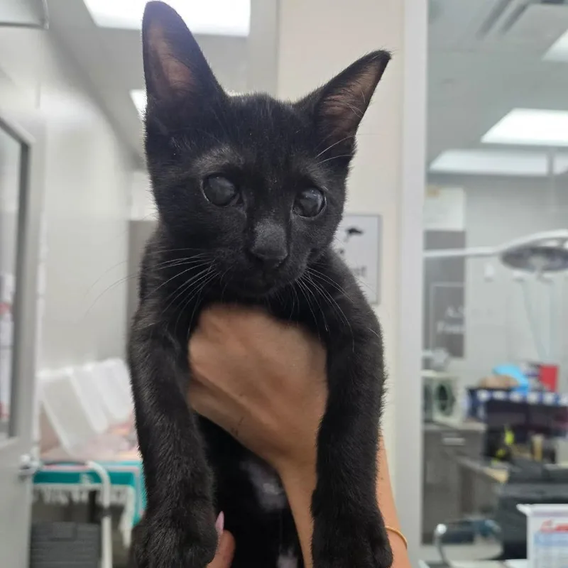 A baby small-sized male Black Domestic Short Hair cat named Sushi for adoption in Jupiter, FL