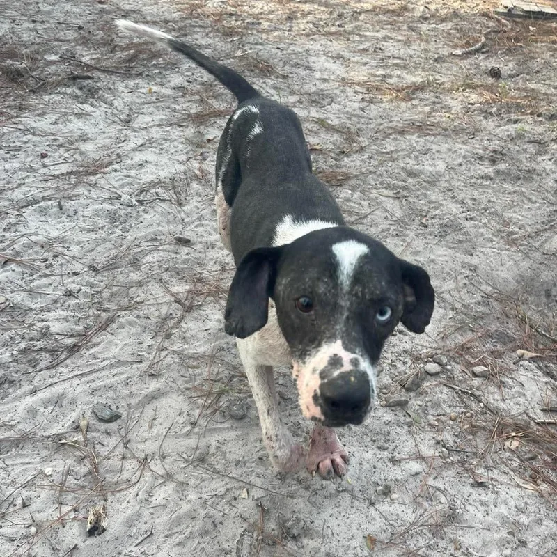 A young medium-sized male Black Mixed Breed dog named Cobalt for adoption in Buffalo, MN