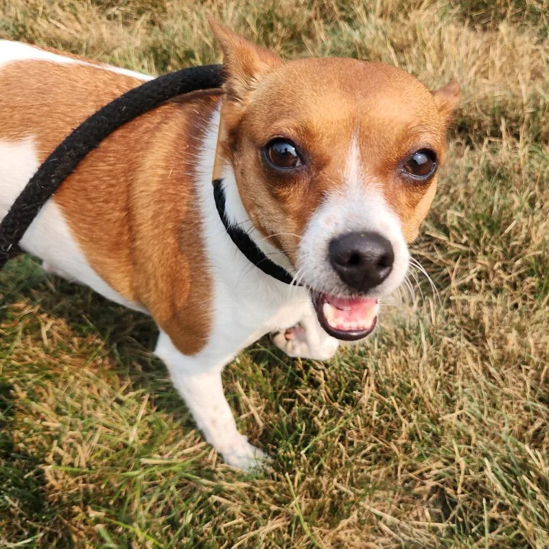 A senior small-sized female White / Cream Chihuahua dog named Princessa for adoption in Fort Wayne, IN