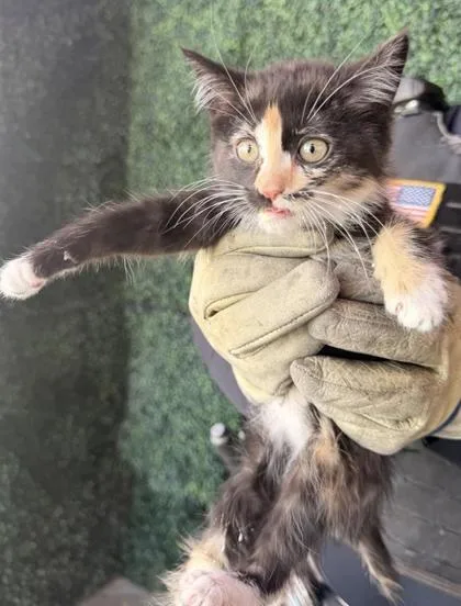 A baby small-sized female Black Domestic Short Hair cat named 61109455 for adoption in El Paso, TX