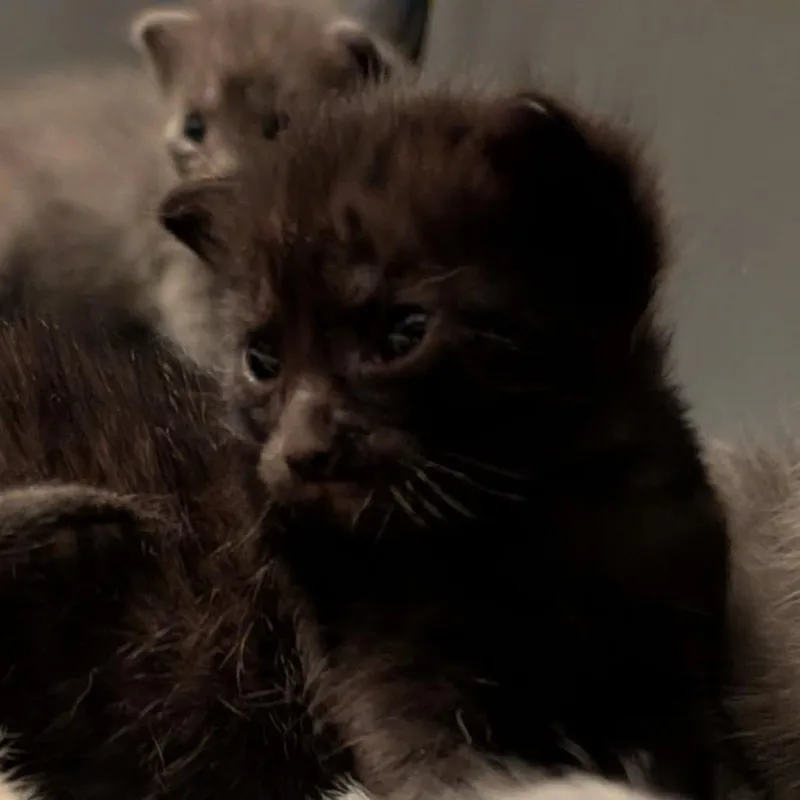 A baby small-sized female Black Domestic Short Hair cat named Velvet for adoption in North Port, FL