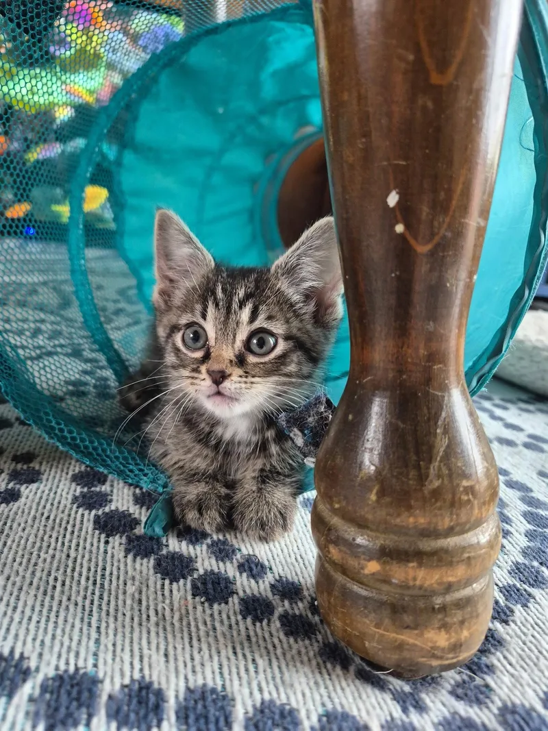 A baby medium-sized female Domestic Short Hair cat named C Litter Lego for adoption in Livonia, MI