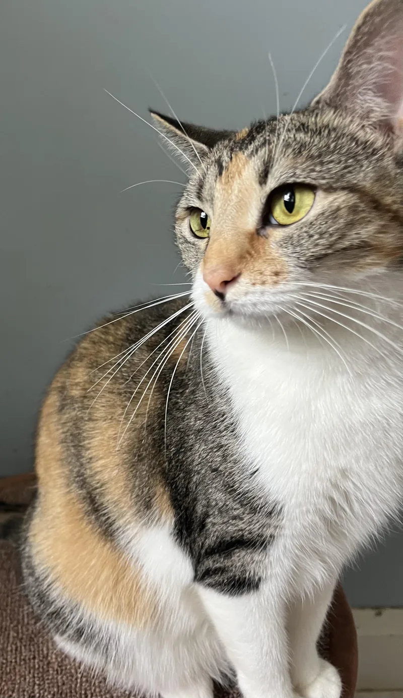 An adult medium-sized female Calico Domestic Short Hair cat named Rebel for adoption in Moline, IL