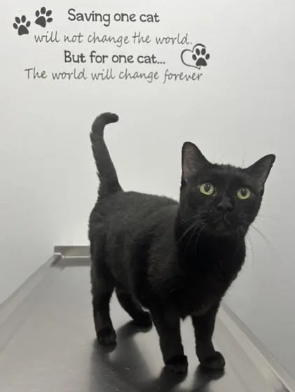An adult medium-sized female Domestic Short Hair cat named Lilith for adoption in Pella, IA