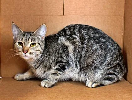 An adult medium-sized female Domestic Short Hair cat named Barbara for adoption in Morton Grove, IL