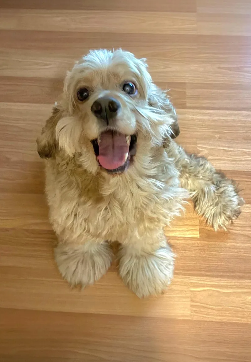 An adult medium-sized male Cocker Spaniel dog named Milo for adoption in merrillville, IN