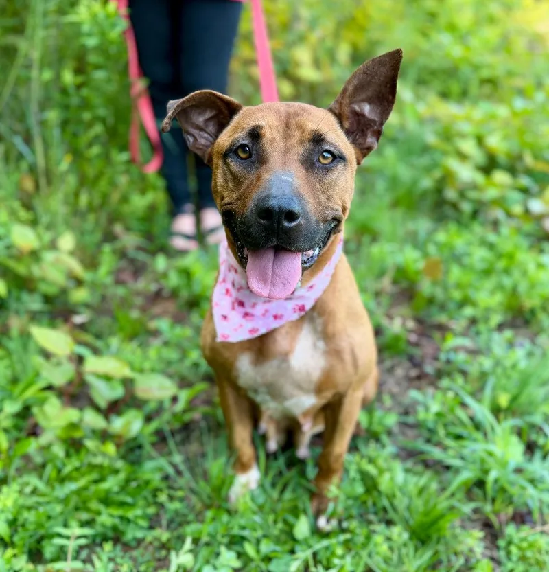 An adult large-sized female Mixed Breed dog named Ruby for adoption in Ellijay, GA
