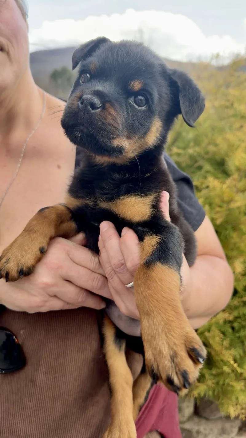Pipette Cleft Palate Puppy