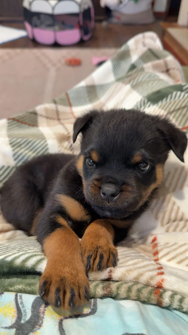 Pipette Cleft Palate Puppy thumbnail 2