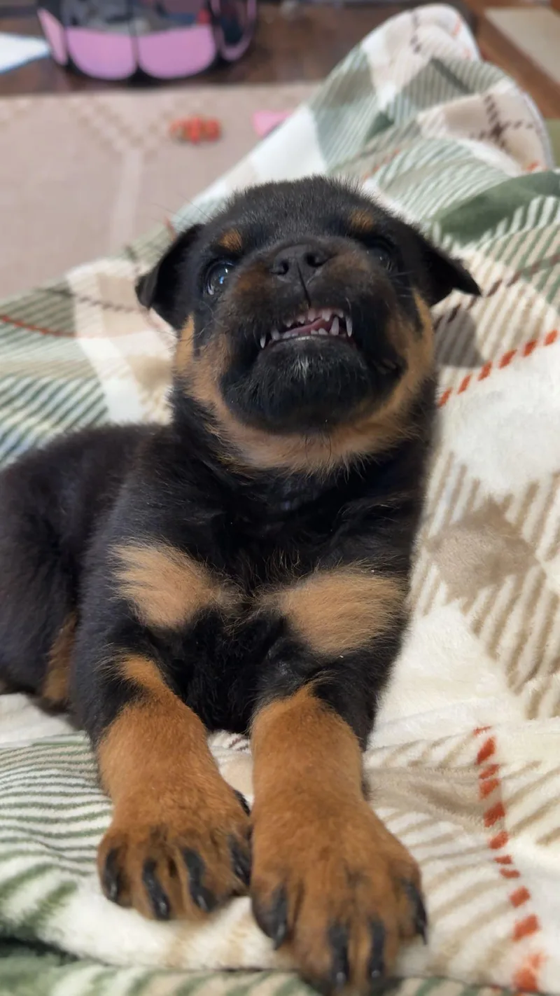 Pipette Cleft Palate Puppy thumbnail 3