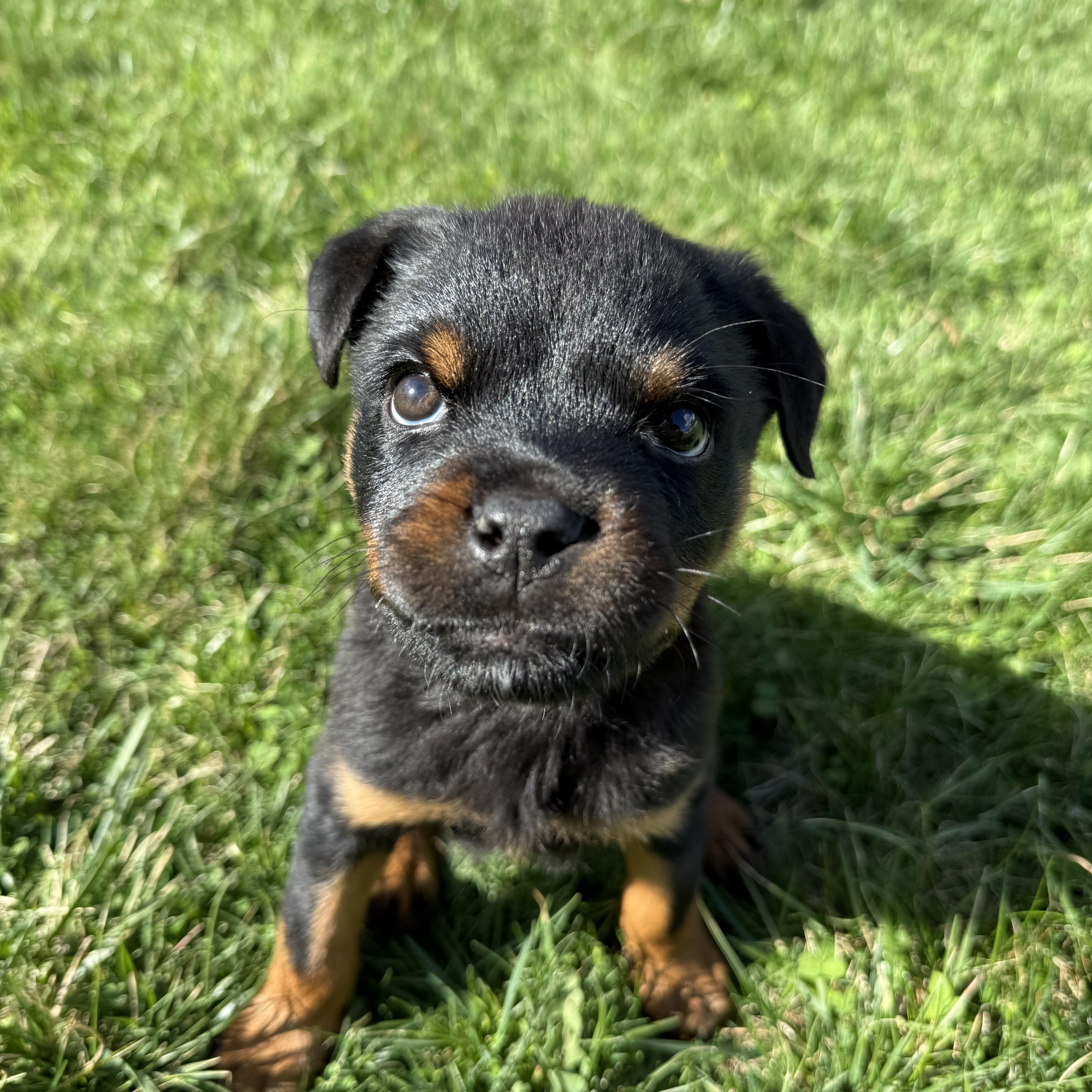 Pipette Cleft Palate Puppy thumbnail 4