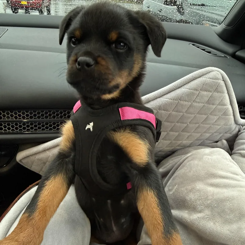 Pipette Cleft Palate Puppy thumbnail 5