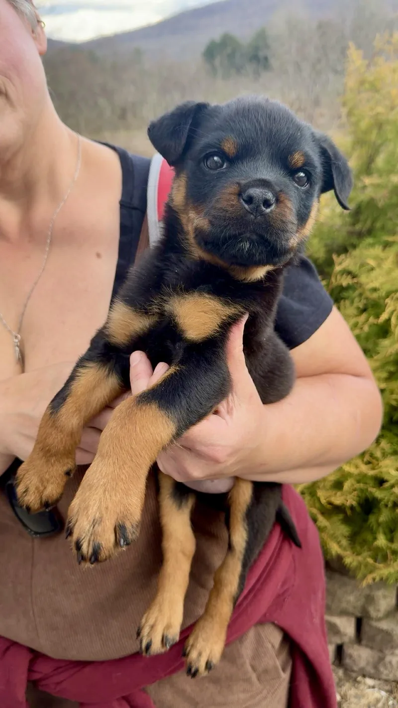 Pipette Cleft Palate Puppy thumbnail 6