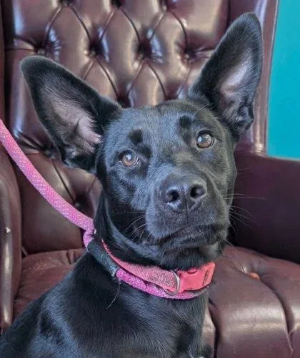 A young medium-sized female Australian Kelpie dog named Raven for adoption in La Harpe, KS
