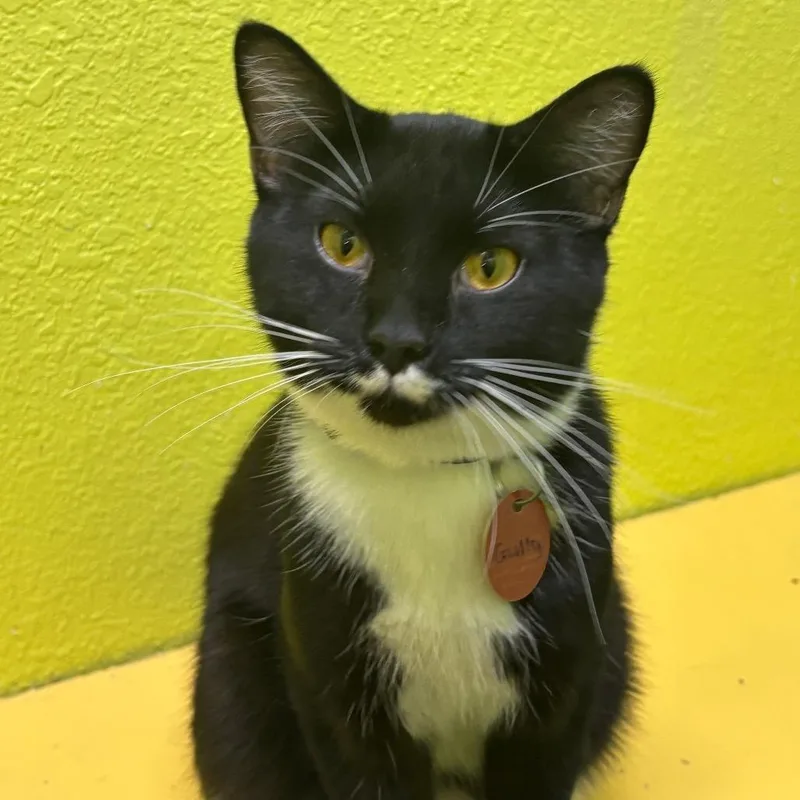 An adult medium-sized male Black Domestic Short Hair cat named Gulliver for adoption in Springfield, MO