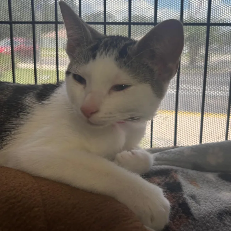 A baby small-sized female Brown / Chocolate Domestic Short Hair cat named Pesto for adoption in Lakeland, FL