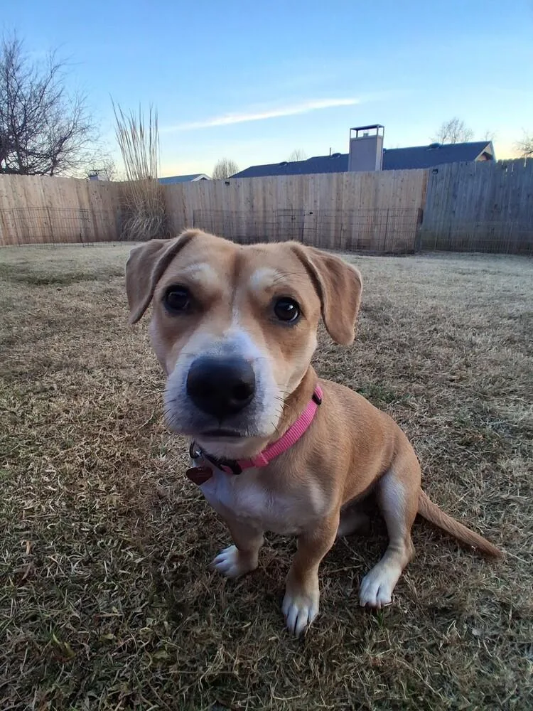 A young small-sized female White / Cream Beagle dog named Ladybug for adoption in Blanchard, OK