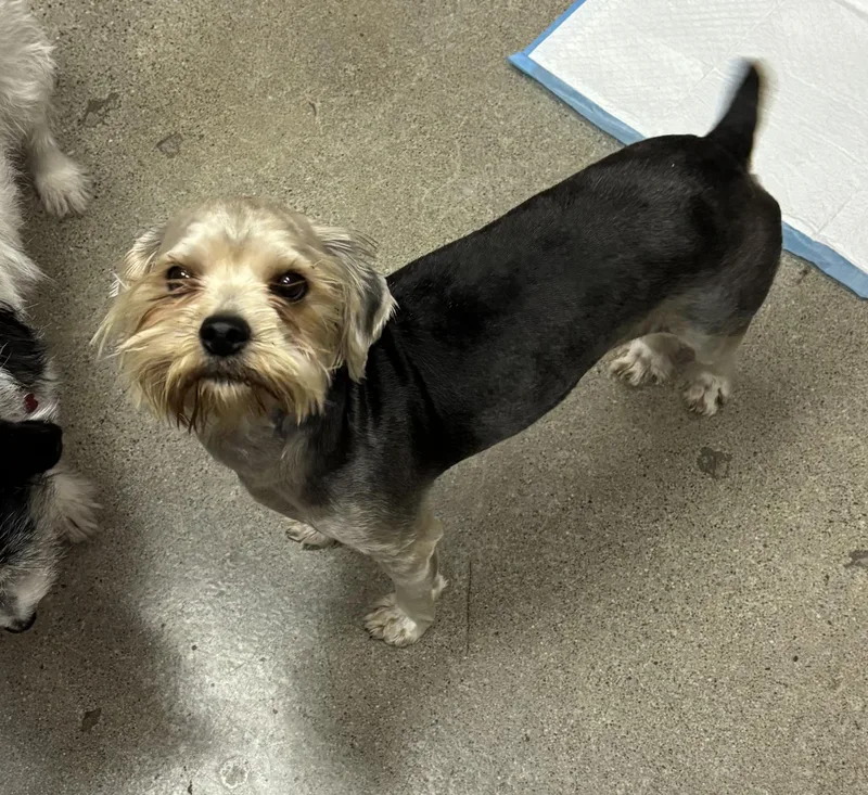 Earl Grey thumbnail 2