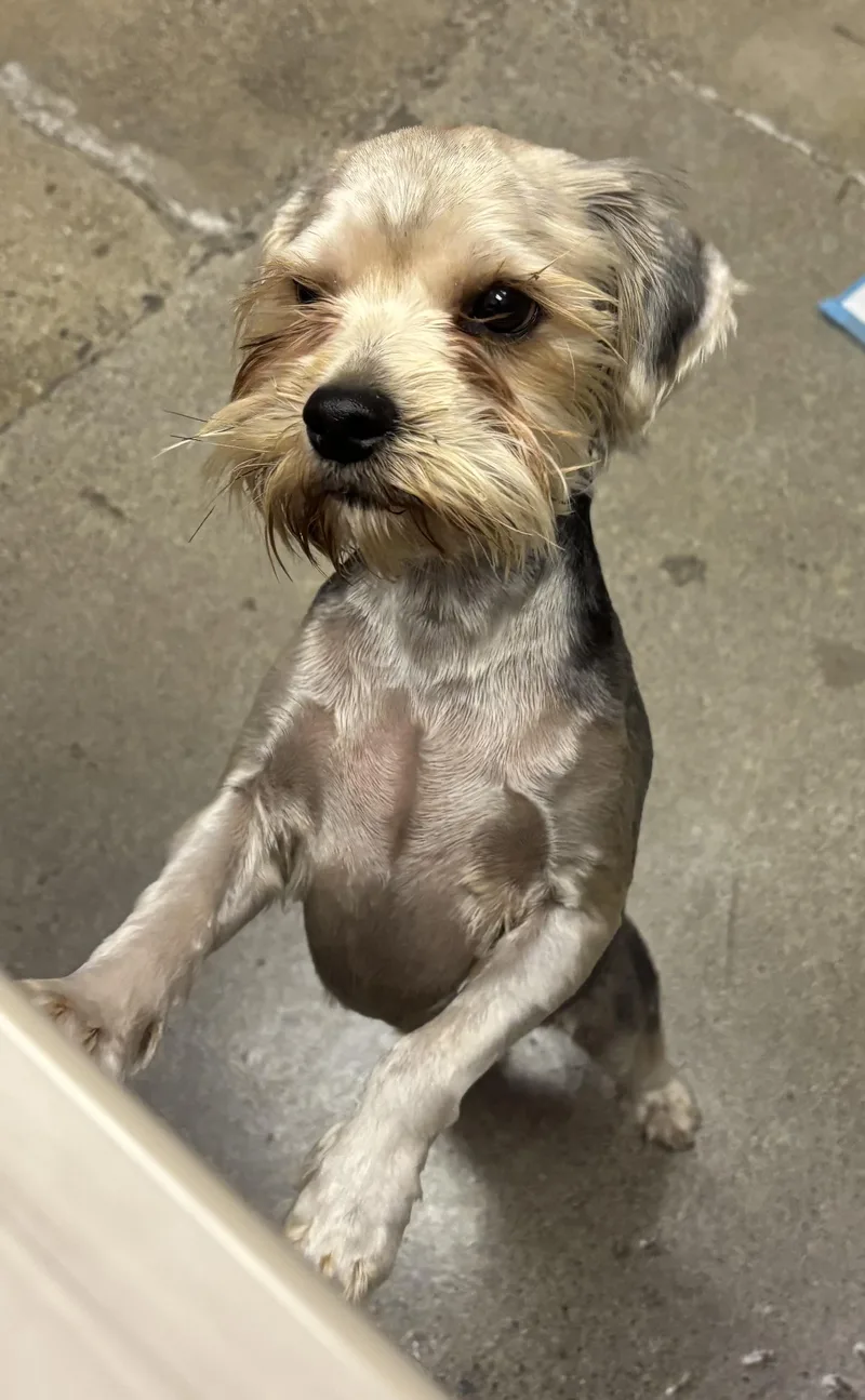 Earl Grey thumbnail 3