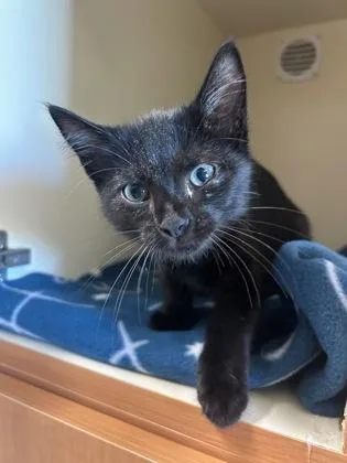 A baby small-sized male Domestic Short Hair cat named Ryker for adoption in Pequot Lakes, MN