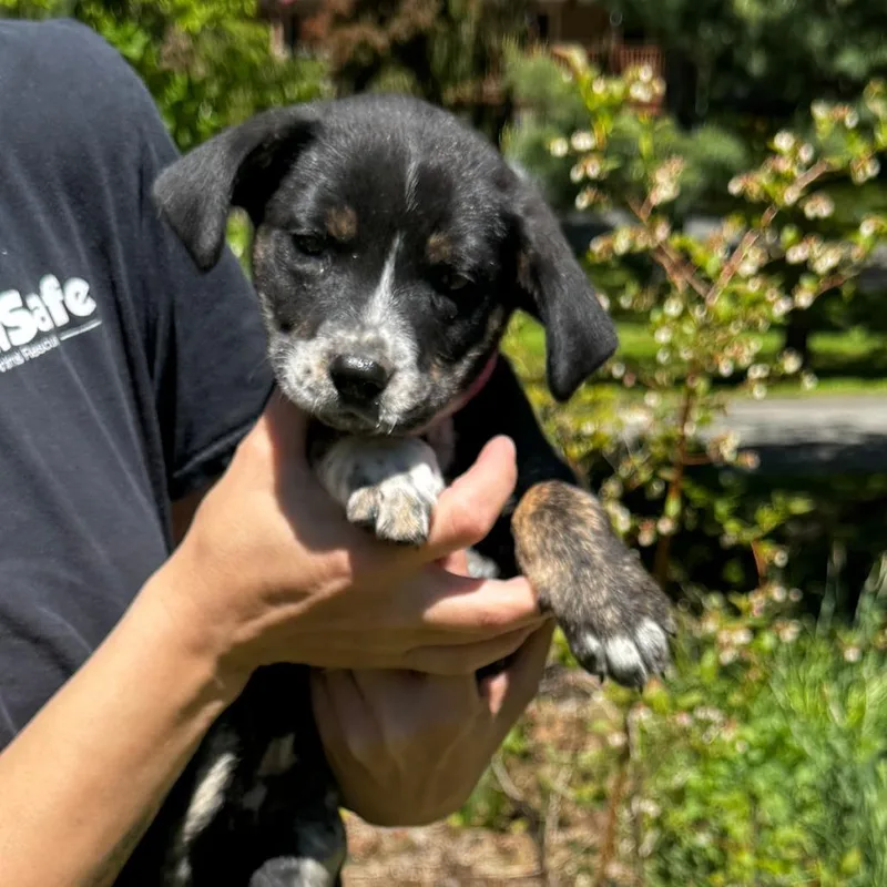 A baby medium-sized female Black Labrador Retriever dog named Ny Piper Avail May for adoption in Stormville, NY