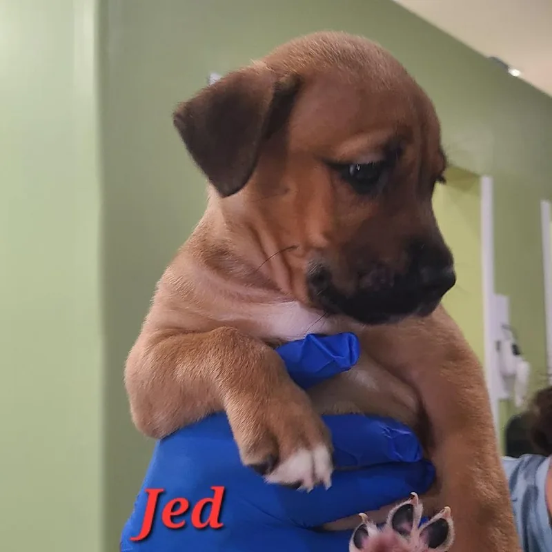 A baby medium-sized male Mixed Breed dog named Leo for adoption in Seminole, FL