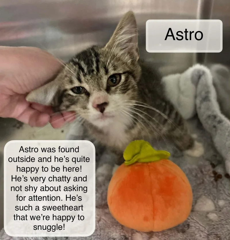 A baby small-sized male Tabby (Gray / Blue / Silver) Domestic Short Hair cat named Astro for adoption in Ellicott City, MD