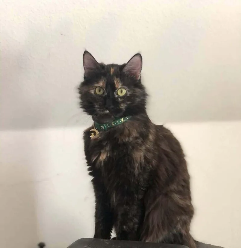 An adult medium-sized female Tortoiseshell Domestic Medium Hair cat named Solstice for adoption in Bolivar, MO