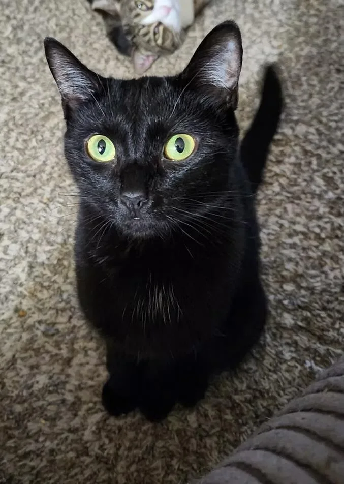 A young medium-sized female Black Domestic Short Hair cat named Dusty for adoption in Loogootee, IN