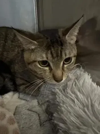 A young medium-sized female Domestic Short Hair cat named Sushi for adoption in Grand Rapids, MI