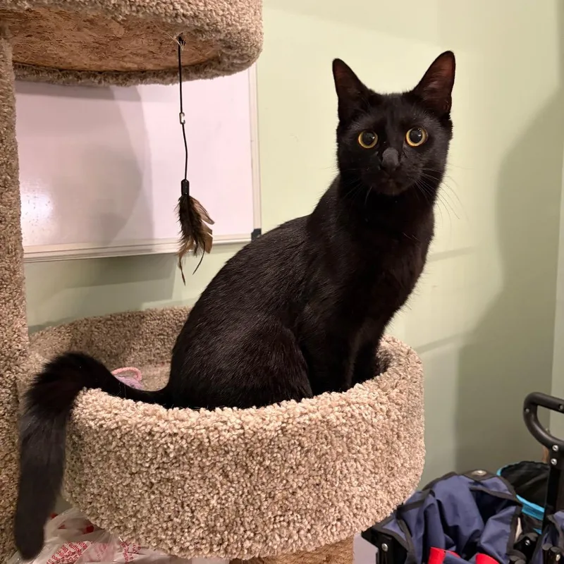A young medium-sized female Black Domestic Short Hair cat named Flo for adoption in Skokie, IL