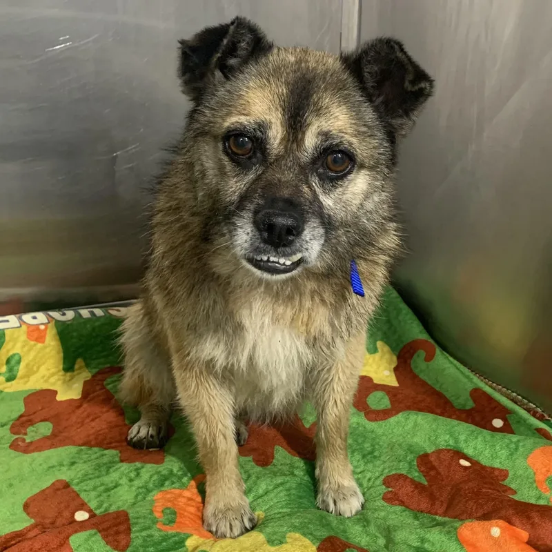 Wonton Aka Dumpling thumbnail 2