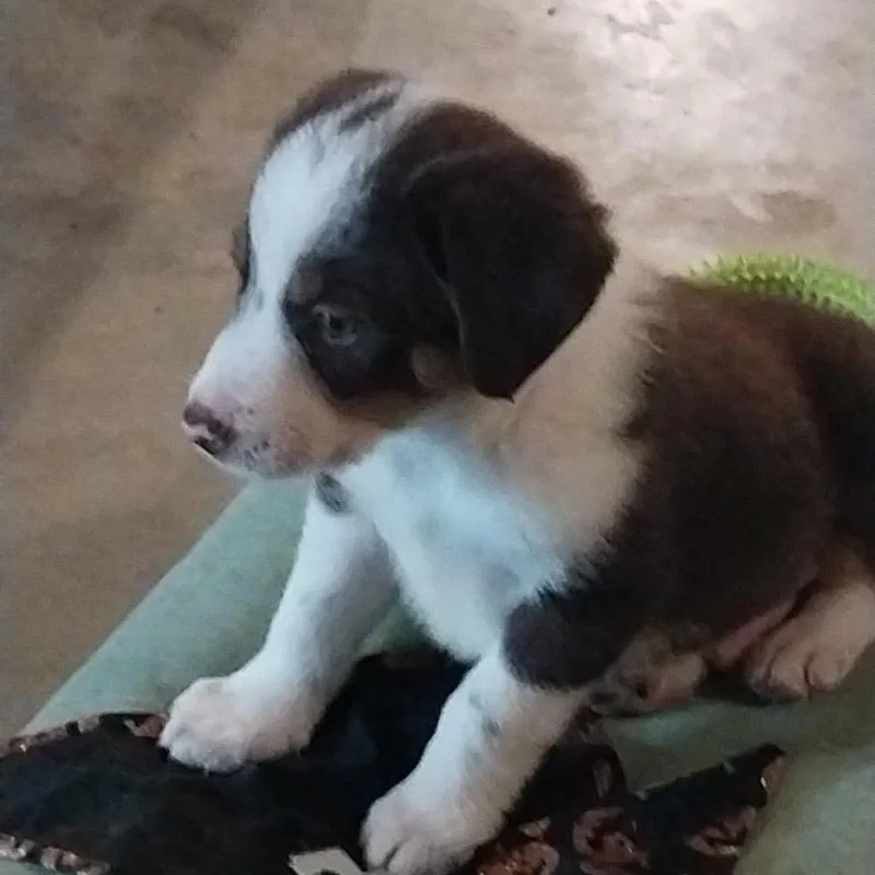 A baby small-sized male White / Cream Mixed Breed dog named James for adoption in Fredericksburg, VA