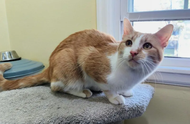 A young medium-sized male Domestic Short Hair cat named Haymitch for adoption in Minneapolis, MN