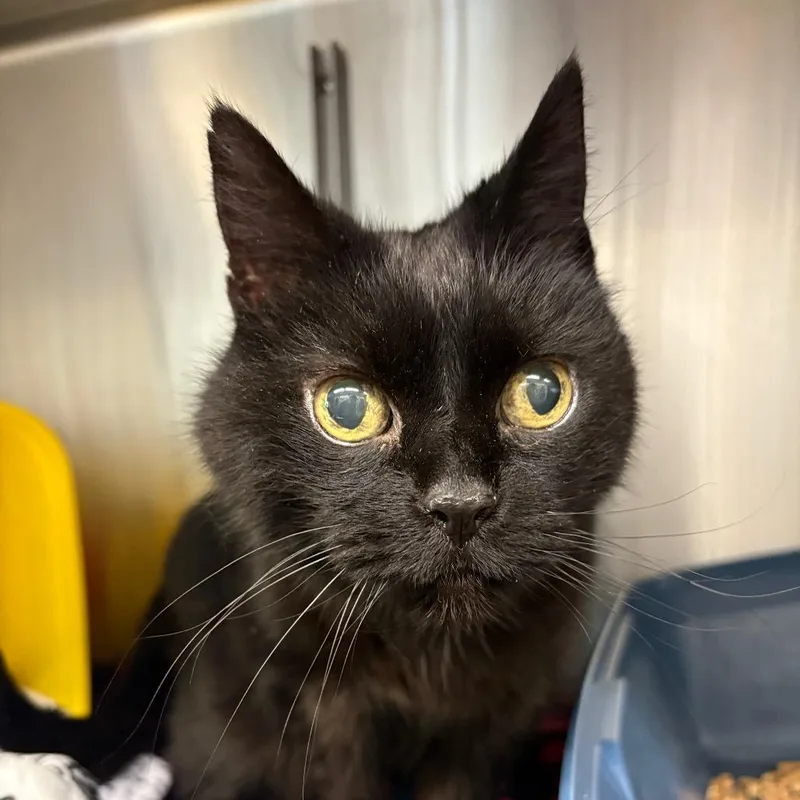 A senior medium-sized female Black Domestic Short Hair cat named Princess Burnt McNugget III for adoption in Manhattan, KS
