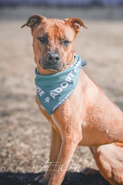 An adult large-sized male Mixed Breed dog named Arthur for adoption in Kalispell, MT