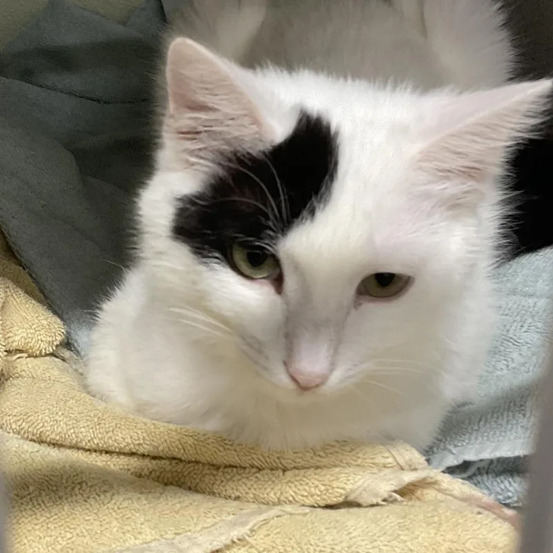A young medium-sized male White Domestic Short Hair cat named Pinto for adoption in Colorado Springs, CO