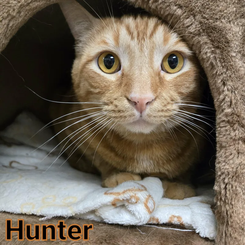 An adult medium-sized male Tabby (Orange / Red) Domestic Short Hair cat named Hunter for adoption in Valparaiso, IN