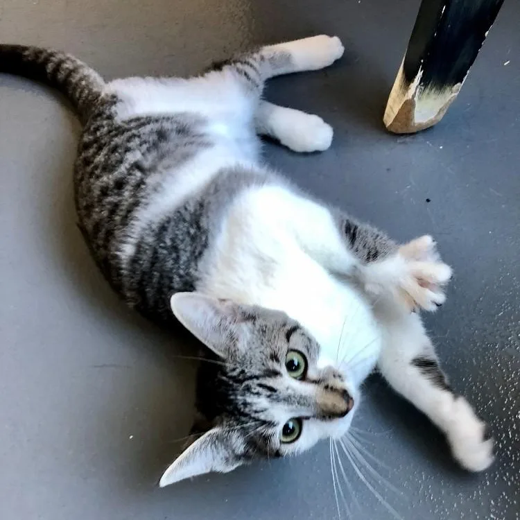 A baby large-sized female Domestic Short Hair cat named Pia for adoption in Lodi, CA
