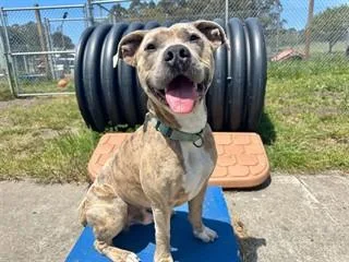 An adult medium-sized male Pit Bull Terrier dog named Sandstorm for adoption in McKinleyville, CA