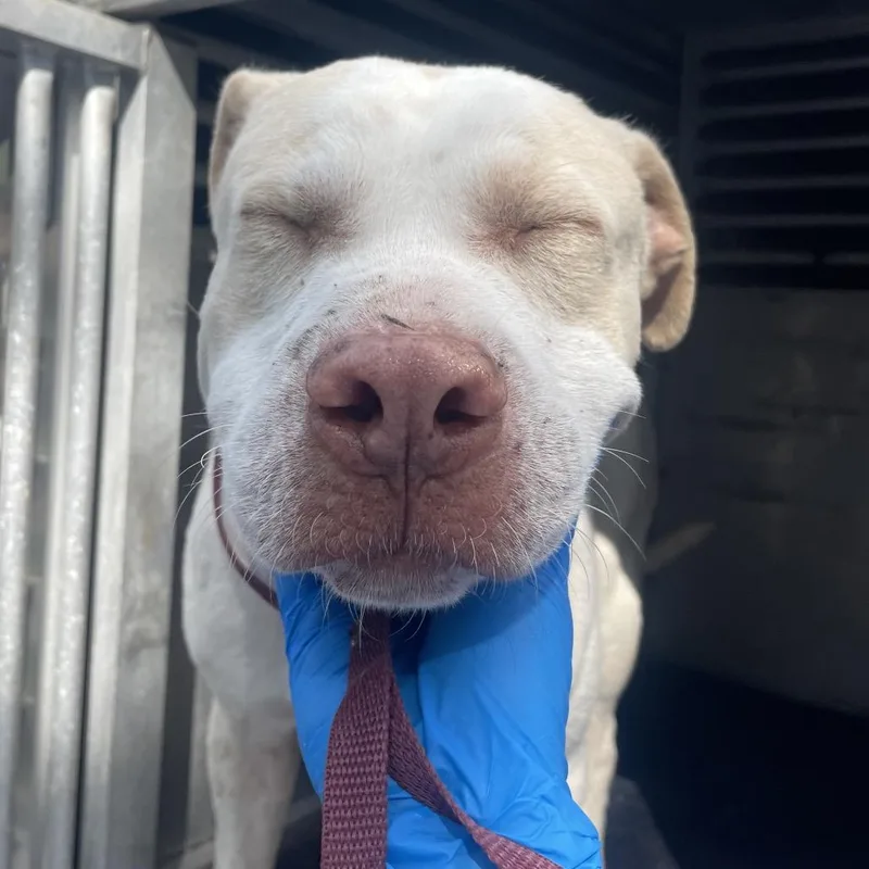 Dr. Dolittle thumbnail 2