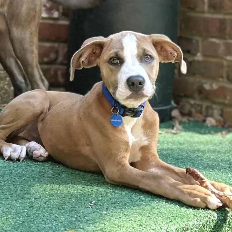 A baby medium-sized female Apricot / Beige Mixed Breed dog named Annabelle for adoption in Tunica, MS