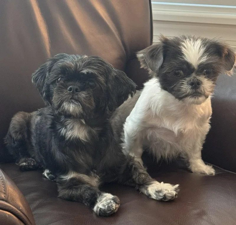An adult small-sized female Mixed Breed dog named Bonded Pair Violet for adoption in Tampa, FL