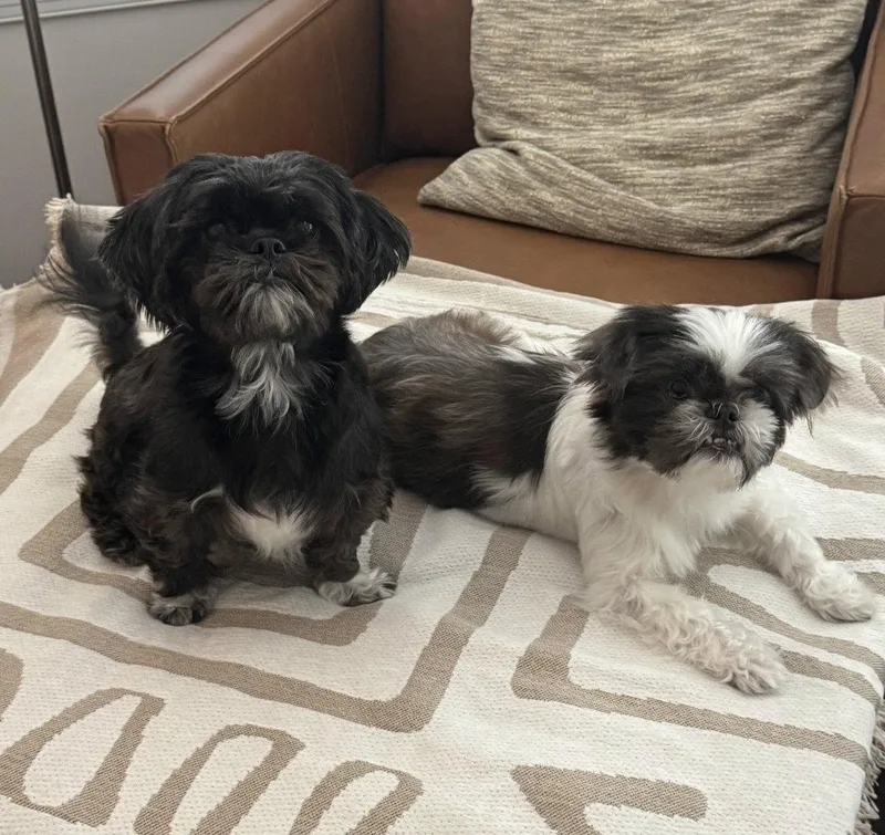 Bonded Pair  Violet thumbnail 2