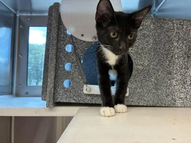 A baby small-sized male Domestic Short Hair cat named Icon Of The Sea for adoption in Colorado Springs, CO