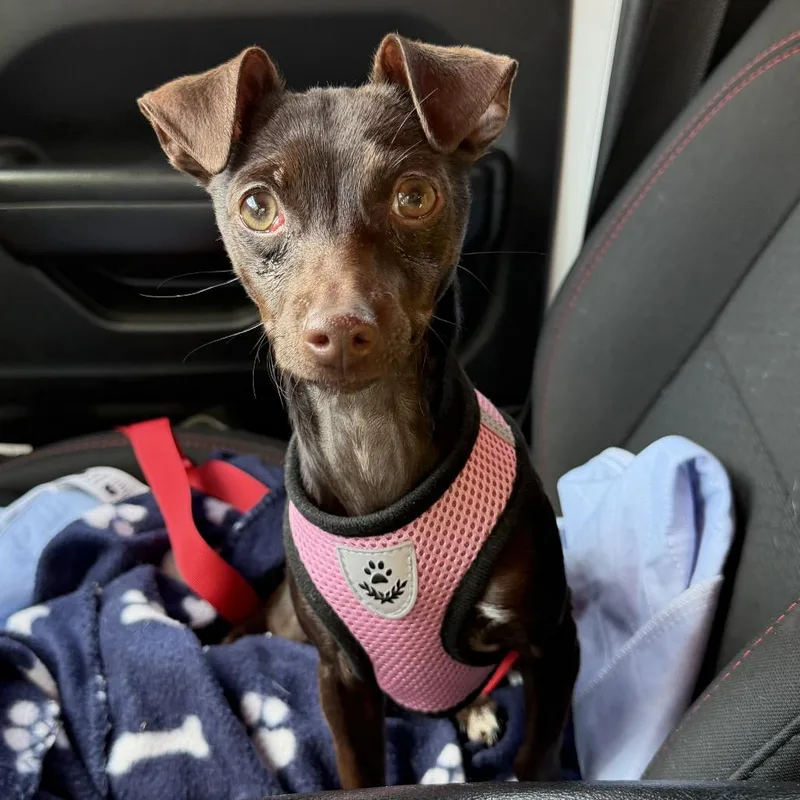 A young small-sized female Brown / Chocolate Mixed Breed dog named Squeaks for adoption in Rockville, MD