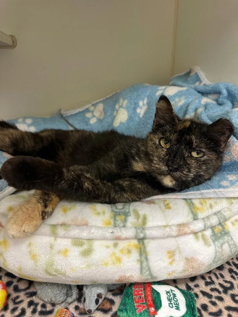 A young medium-sized female Domestic Short Hair cat named Molly for adoption in Johnson City, TN