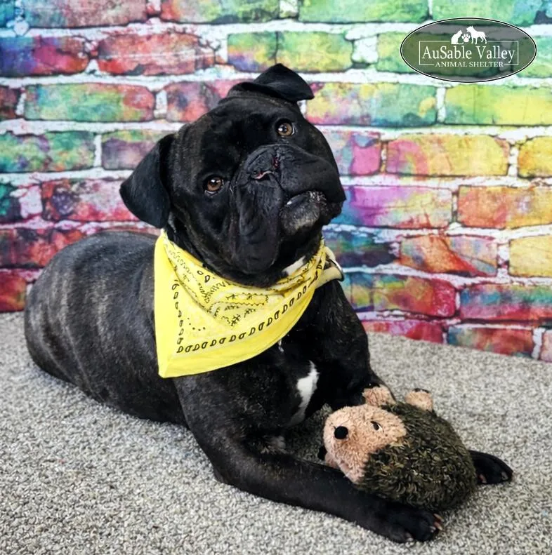 An adult large-sized male Brindle Bulldog dog named Maui for adoption in Grayling, MI