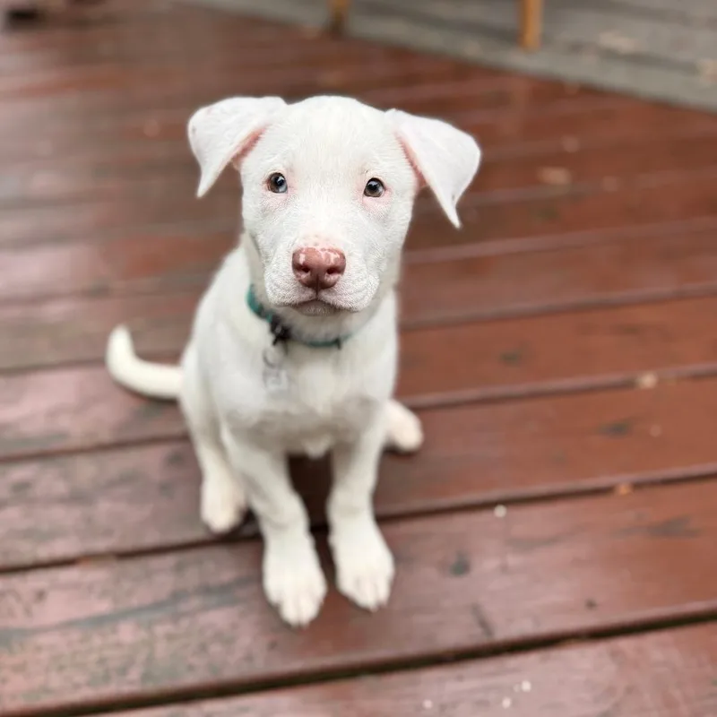 A baby medium-sized female White / Cream Mixed Breed dog named Annie for adoption in Fairfax Station, VA