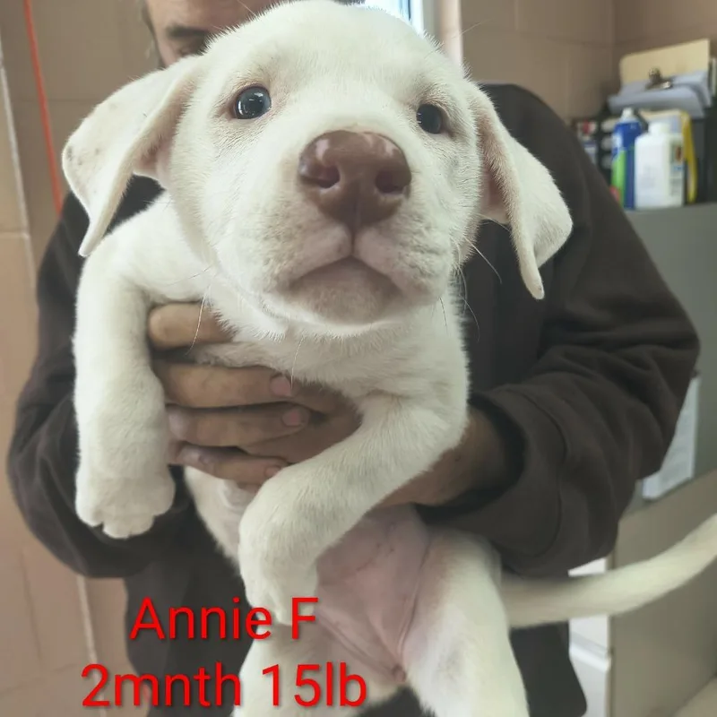 Annie thumbnail 3